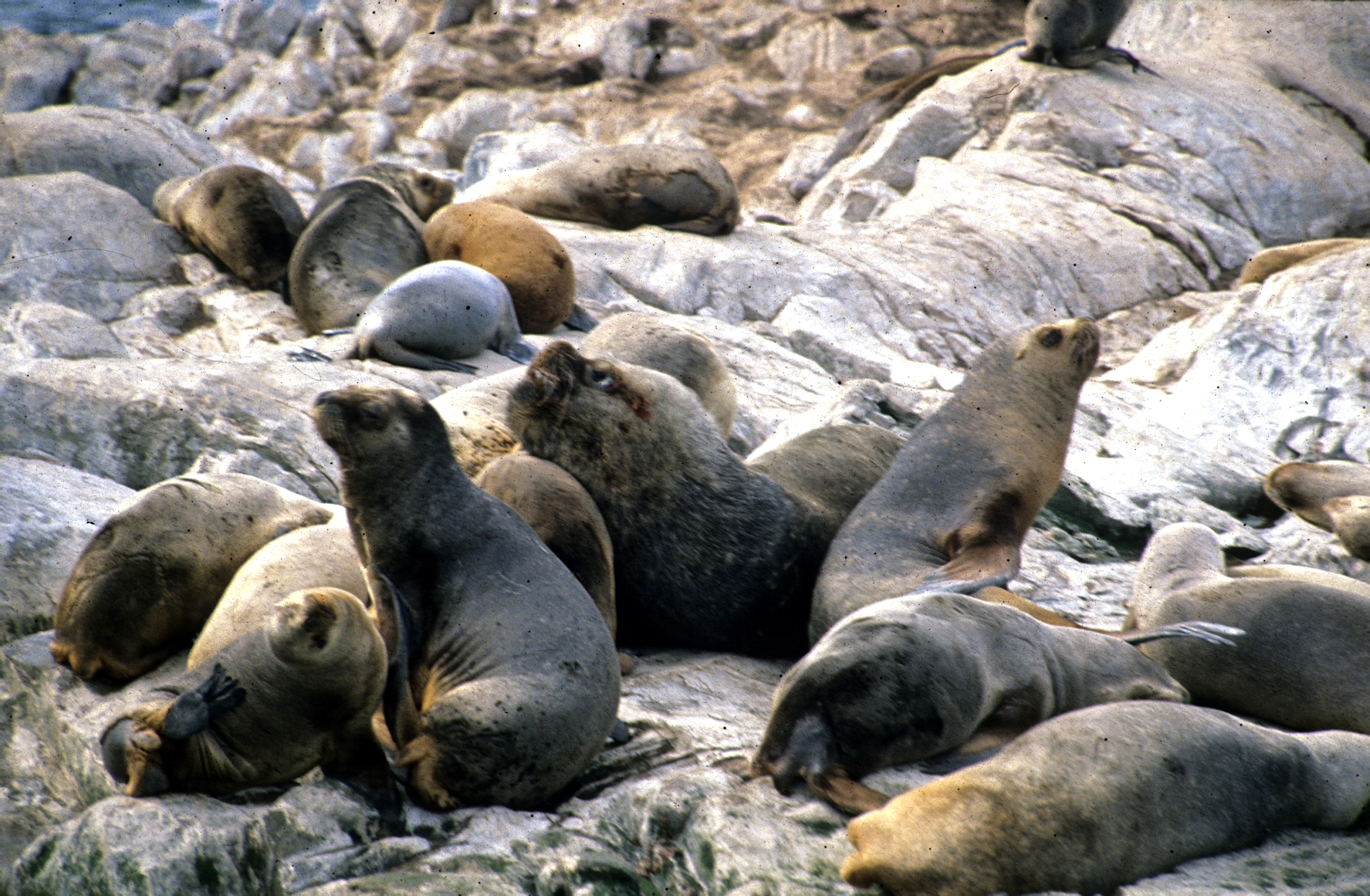 Argentinien_Patagonien_Beagle-Kanal_reisenmitsinn